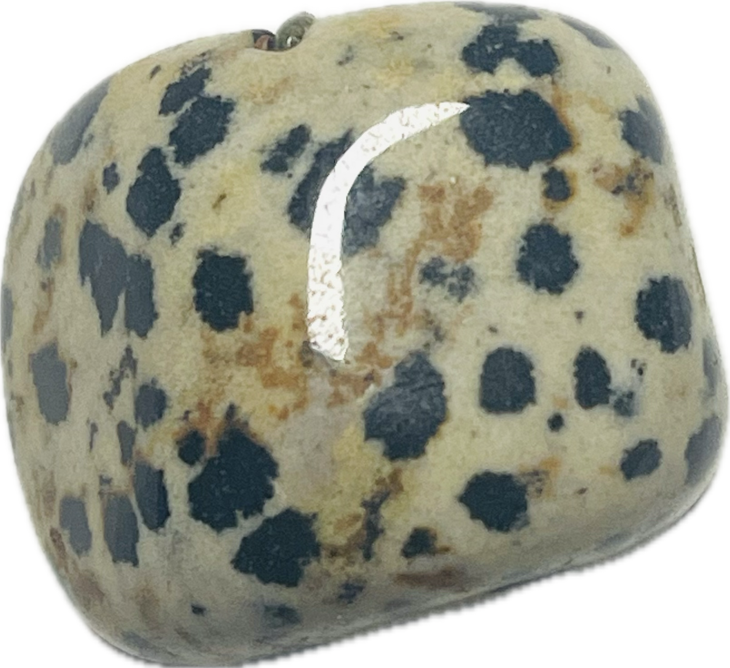 Jasper Dalmatation 8345