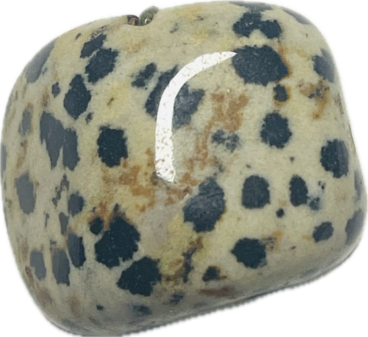 Jasper Dalmatation 8345