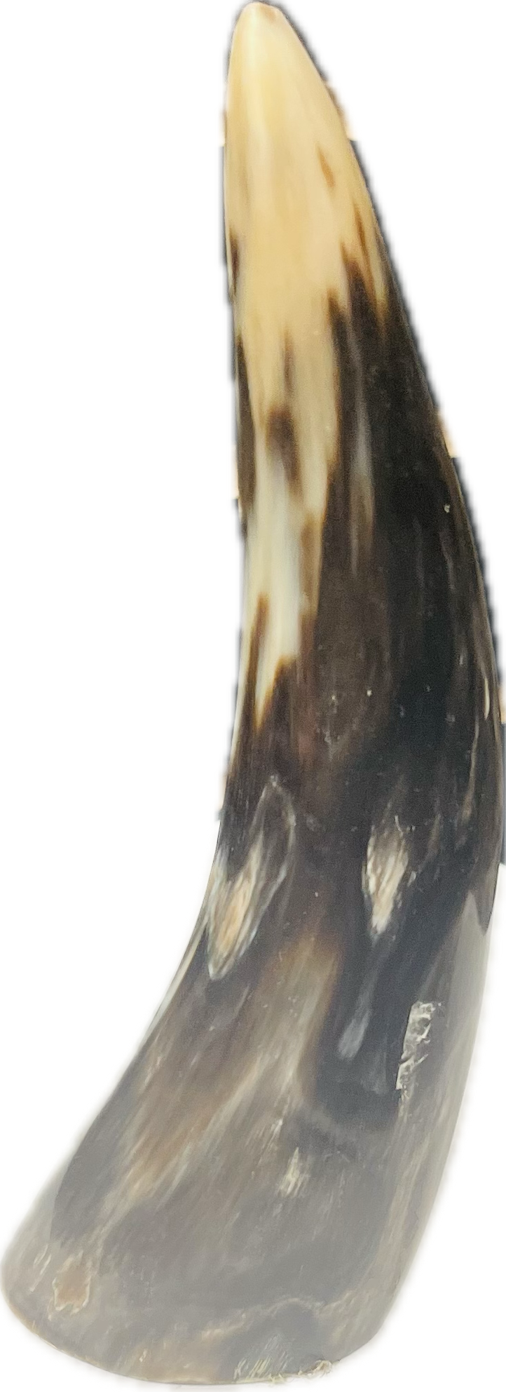 Cammpana De Cuerno De Vaca