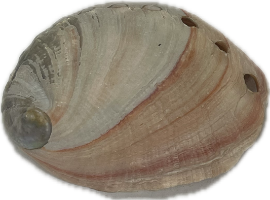 Caracol De Yemaya 40026