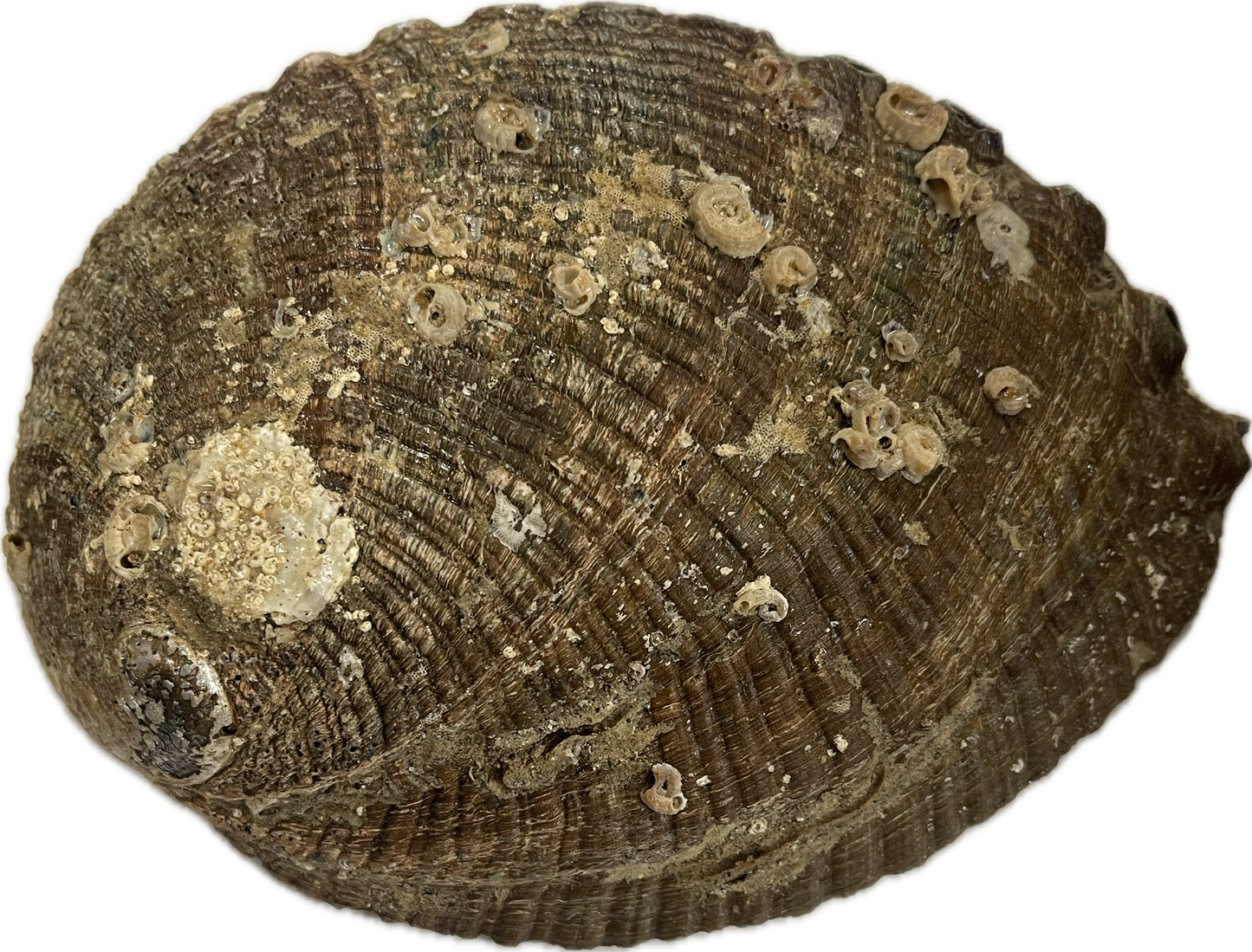 Caracol Sage Burner 40018