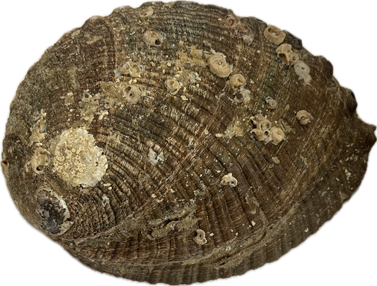 Caracol Sage Burner 40018