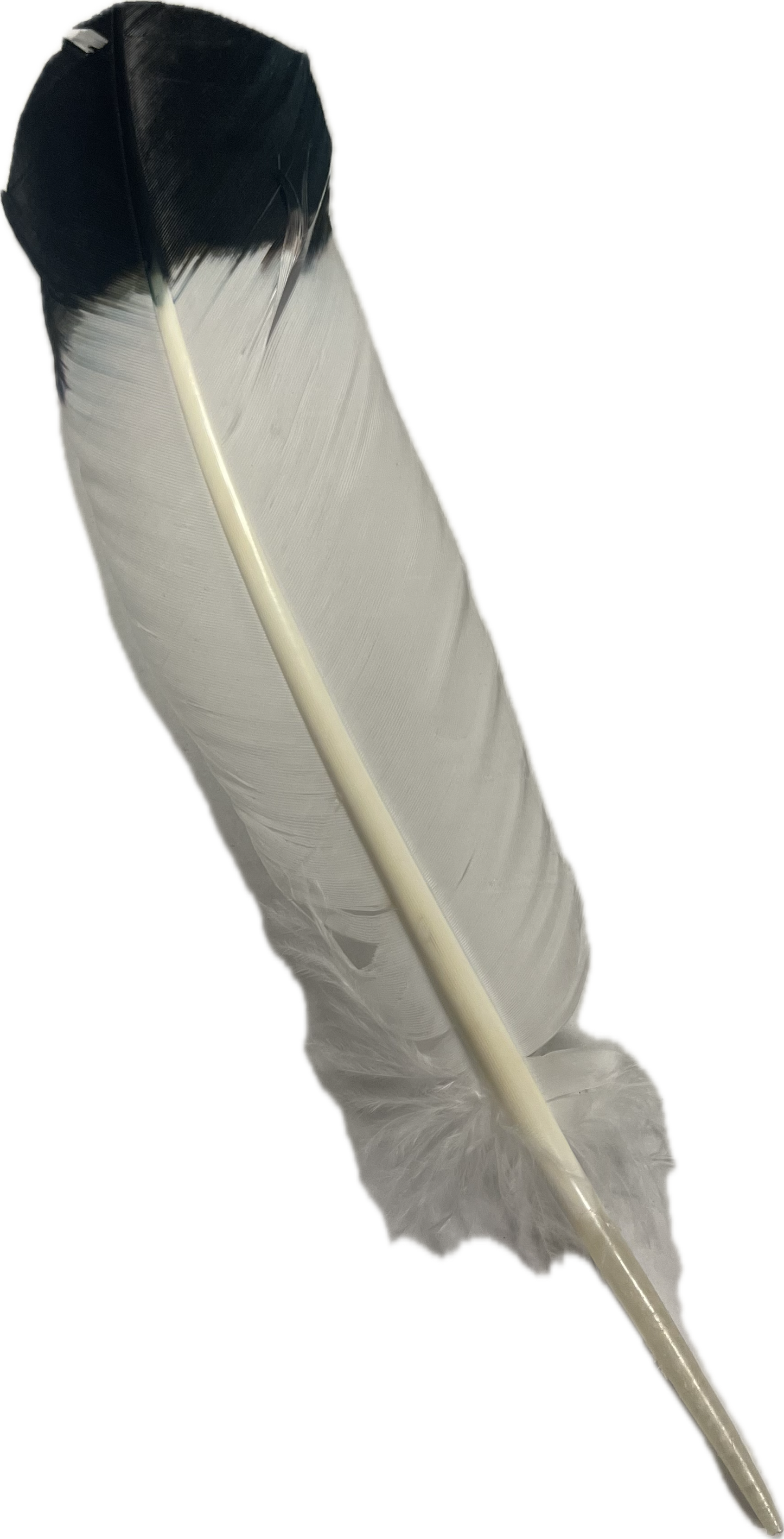 Eagle Feather Imitation